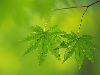 Green Leaves, drops, leaves, green, nice HD wallpaper
