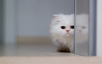 Animals, Kitty, Kitten, Muzzle, Hide, Sight, Opinion HD wallpaper
