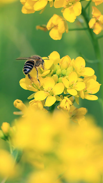 Flowers, Macro, Bee, Wings, Yellow Flowers HD phone wallpaper