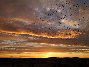 Nature, Birds, Sunset, Sky, Clouds, Evening HD wallpaper