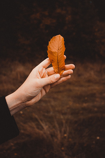 Nature, Autumn, Hand, Dry, Leaflet HD phone wallpaper