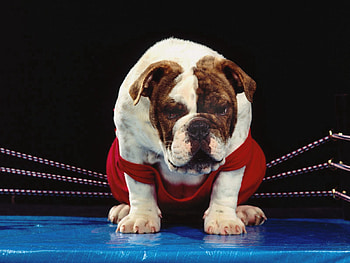 Animals, Dog, Ring, Bulldog, Boxer, Boxing Ring HD wallpaper