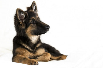 German shepherd, dog, sweet, animal, dogs, cute, beautiful, puppys, puppy, pretty, animals, lovely HD wallpaper