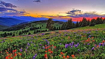 Sunset Over The Ridge, Rocky Mountains, clouds, colors, landscape, flowers, colorado, sky, usa, sunset, trees HD wallpaper