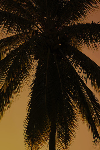 Plant, Dark, Wood, Tree, Palm, Branches HD phone wallpaper