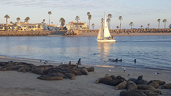 California Sea Lions, Water, Beach, Sailboat, California, Sand, Homes, Sea, Palmtrees, Lions, Reflections, Buildings, Sky HD wallpaper