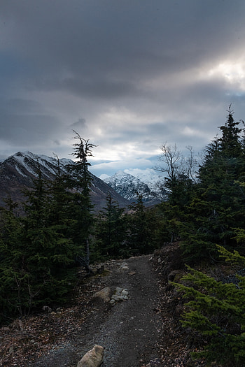 Nature, Trees, Mountains, Path HD phone wallpaper