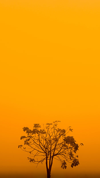 Wood, Tree, Fog, Minimalism, Aesthetics HD phone wallpaper