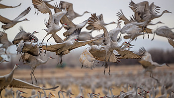 Sandhill crane , Popular avian species, backgrounds, Wildlife graphy HD wallpaper