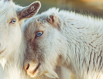 Animals, Muzzle, Blue-Eyed, Blue Eyed, Goats HD wallpaper