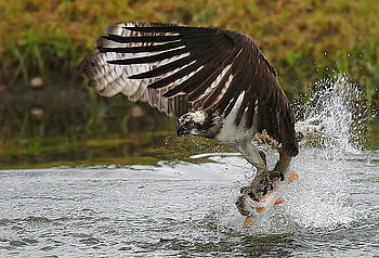 Hawk-fish, fish, abstract, hawk, animals HD wallpaper
