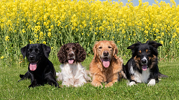 Dogs, animal, puppy, collie HD wallpaper