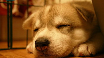 dog Backgrounds HD wallpaper