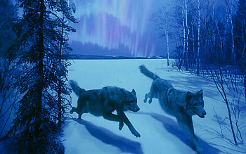 Animals, Wolfs HD wallpaper
