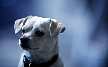 Animals, Dog, Muzzle, Beautiful, Puppy, Ears HD wallpaper