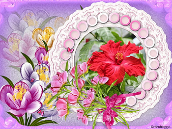 RED HIBISCUS, HIBISCUS, FLOWER, , RED HD wallpaper