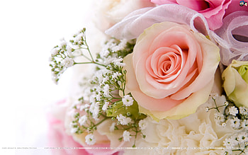 rose, s, a, d, f HD wallpaper