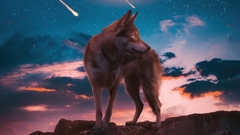 The Lone Wolf , wolf, artist, artwork, digital-art, artstation HD wallpaper