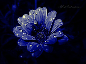 Feeling blue, blue, beautiful, nature, flowers HD wallpaper