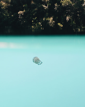 Animals, Water, Jellyfish, Underwater World, Depth HD phone wallpaper