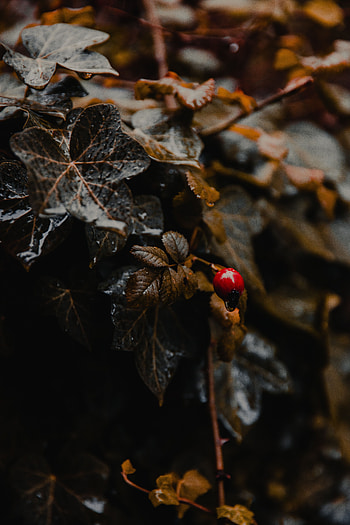 Leaves, Plant, Macro, Wet, Berry HD phone wallpaper