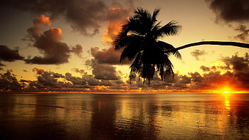 Gorgeous Golden Glow (R), palm, brilliant, r, gold, sunset HD wallpaper