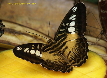 yummy, animal, colors, butterfly, manggo HD wallpaper