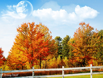 Autumn trees, moon, landscape, autumn, forest, tree HD wallpaper