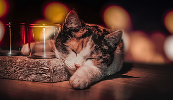 Cat Sleeping, cat, animals, sleeping HD wallpaper