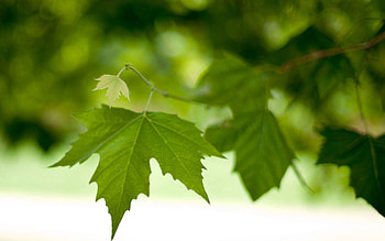 Leaves, Macro, Branch, Foliage, Spring HD wallpaper