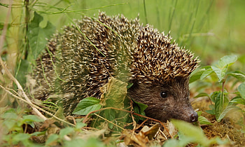 Animals, Grass, Leaves, Dry, Hedgehog HD wallpaper