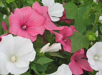 Flowers, Greens, Brightly, Lavatera HD wallpaper
