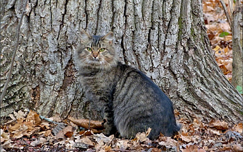 Animals, Autumn, Leaves, Wood, Cat, Tree HD wallpaper