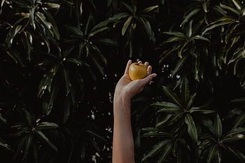 Food, Apple, Hand, Blur, Smooth, Foliage HD wallpaper