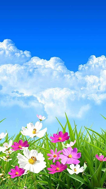 Spring Flowers, Sky Background HD phone wallpaper