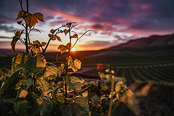 Nature, Sky, Sun, Plant, Ivy HD wallpaper