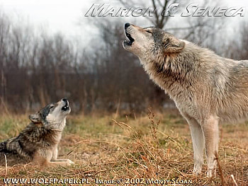 Two Wolves Howling Together, wolves howling, nature, wolves, gray wolves HD wallpaper
