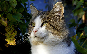 Animals, Autumn, Leaves, Cat, Eyes, Sight, Opinion, Mustache, Moustache HD wallpaper