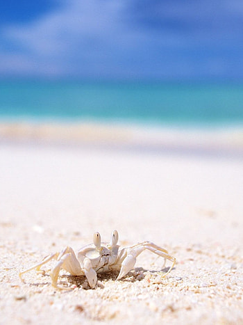 Ghost crab, Retina iPad , High definition, Eerie ambience HD phone wallpaper