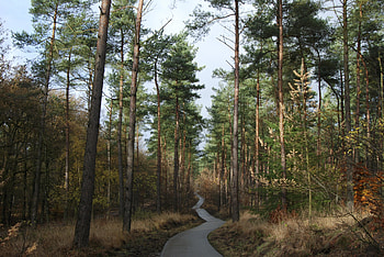 Nature, Trees, Forest, Path HD wallpaper