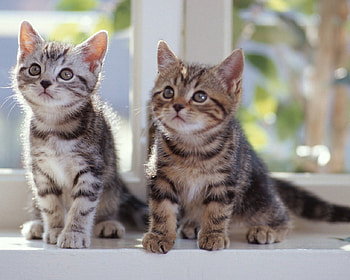 cute pair on a windowsill, pair, cats, windowsill, sute HD wallpaper