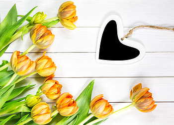 tulip, man made, flower HD wallpaper