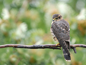 Animals, Bird, Branch, Falcon HD wallpaper