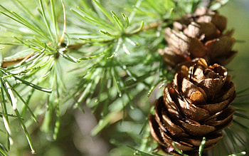Cones, Macro, Wood, Tree, Fir, Spruce, Shadow HD wallpaper