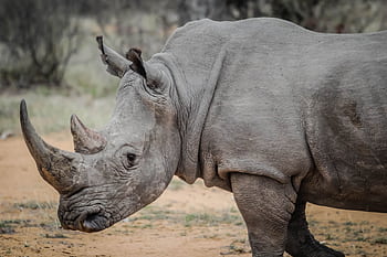 Captivating close-up of a white rhinoceros in South Africa's wilderness, showcasing its majestic horn and tough skin. HD wallpaper
