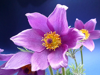 Beautiful flowers, nature, flowers, blooms, petals HD wallpaper
