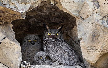 Great Horned Owl and Owlets, owls, America, mother, babies, rocks HD wallpaper