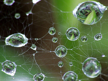 Web, Drops, Macro, Grey HD wallpaper