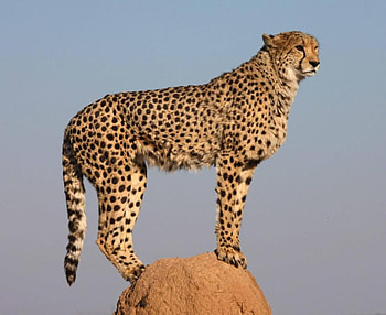 Cheetah Lookout, animals, cats, looking out, cheetah, watching, rock HD wallpaper