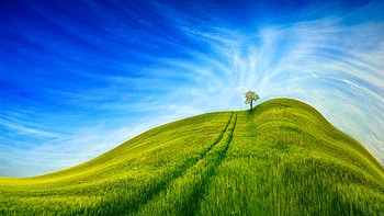 Nature, Grass, Sky, Wood, Road, Tree, Hill HD wallpaper